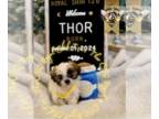 Shih Tzu PUPPY FOR SALE ADN-846260 - Thor CKC Mirco Shih Tzu
