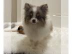 Pomeranian PUPPY FOR SALE ADN-846253 - Merle Pom