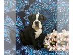 English Bulldog-Olde English Bulldogge Mix PUPPY FOR SALE ADN-846245 - Adorable
