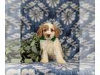 Cavapoo PUPPY FOR SALE ADN-846244 - Hypoallergenic F1b Cavapoo Puppy