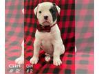 American Bulldog PUPPY FOR SALE ADN-846226 - American Bulldog