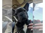 French Bulldog PUPPY FOR SALE ADN-846223 - AKC French bulldog puppies