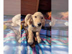 Golden Retriever PUPPY FOR SALE ADN-846221 - AKC Golden Retriever Puppies