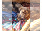 German Shepherd Dog PUPPY FOR SALE ADN-846220 - Chester