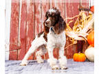 Cockapoo PUPPY FOR SALE ADN-846219 - Cockapoo puppy F1 for sale Elkhart IN
