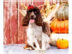 Cockapoo PUPPY FOR SALE ADN-846218 - Cockapoo puppy for sale Elkhart IN