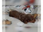 Dachshund PUPPY FOR SALE ADN-846216 - Mini dachshund female AKC full rights