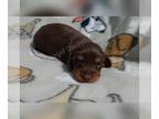 Dachshund PUPPY FOR SALE ADN-846215 - Mini dachshund female AKC full rights