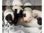 Jack Russell Terrier PUPPY FOR SALE ADN-846208 - Jack russell