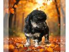 YorkiePoo PUPPY FOR SALE ADN-846207 - Toy yorkiepoo