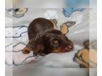 Dachshund PUPPY FOR SALE ADN-846206 - Mini dachshund female AKC full rights