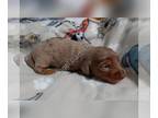 Dachshund PUPPY FOR SALE ADN-846205 - Mini dachshund male AKC full rights