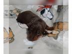 Dachshund PUPPY FOR SALE ADN-846202 - Mini dachshund male AKC full rights