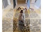 Boxer PUPPY FOR SALE ADN-846195 - Adorable Female Boxer Puppy