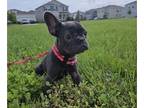 French Bulldog PUPPY FOR SALE ADN-846185 - A loyal companion with an loving