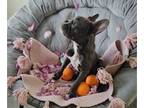 French Bulldog PUPPY FOR SALE ADN-846181 - Adorable French Bulldog Girl Puppy