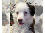 Miniature Australian Shepherd PUPPY FOR SALE ADN-846168 - Boy mini Aussie puppy