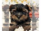 Yorkshire Terrier PUPPY FOR SALE ADN-846166 - Boy Yorkie puppy