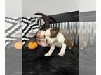 Boston Terrier PUPPY FOR SALE ADN-846165 - AKC Red Boston Terriers