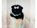 Pomeranian PUPPY FOR SALE ADN-846160 - Pomeranians