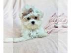 Maltese PUPPY FOR SALE ADN-846156 - Teacup Malteses