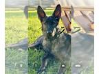 German Shepherd Dog PUPPY FOR SALE ADN-846270 - 8 Month Old Male Sable German