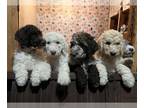 Goldendoodle PUPPY FOR SALE ADN-846255 - Golden doodle puppies f1bb goldendoodle