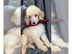 Poodle (Standard) PUPPY FOR SALE ADN-846243 - Standard Poodles