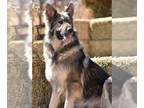 German Shepherd Dog PUPPY FOR SALE ADN-846222 - AKC German Shepherd Long Coat
