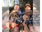Golden Retriever PUPPY FOR SALE ADN-846177 - Golden retriever puppy