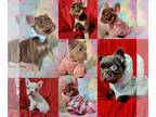 French Bulldog PUPPY FOR SALE ADN-846170 - French bulldog fluffies carries