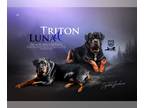 Rottweiler PUPPY FOR SALE ADN-846100 - Registered Rottweiler Puppy