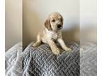 Goldendoodle PUPPY FOR SALE ADN-846076 - CKC Red Male