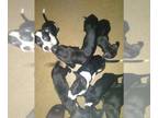 Beagle-Bullhuahua Mix PUPPY FOR SALE ADN-846029 - PITBULL chihuahua beagle mix