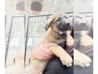 French Brittany Spaniel-German Shepherd Dog Mix PUPPY FOR SALE ADN-846023 -