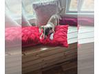 Bull Terrier PUPPY FOR SALE ADN-845973 - Amuck Spice Syrup Akc