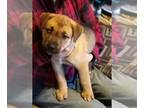 American Bulldog-Huskies Mix PUPPY FOR SALE ADN-845965 - Huskie boxer mix