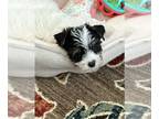 Yorkshire Terrier PUPPY FOR SALE ADN-845964 - Registered Yorkie