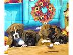 Boxer PUPPY FOR SALE ADN-845946 - AKC Boxer Puppies