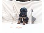 German Shepherd Dog PUPPY FOR SALE ADN-845907 - AKC German Shepherds